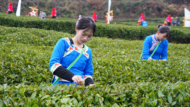 2026年1月1日，全國早茶大會暨2026年“貴州綠茶”第一採活動石阡分會場在石阡縣本庄鎮山口坳村舉行。圖為採茶姑娘在採摘茶芽。白雪攝