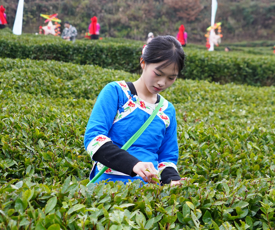 贵州石阡：早茶第一采