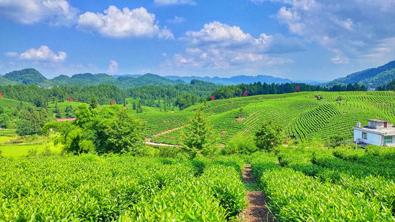 平原镇上堰白茶基地。