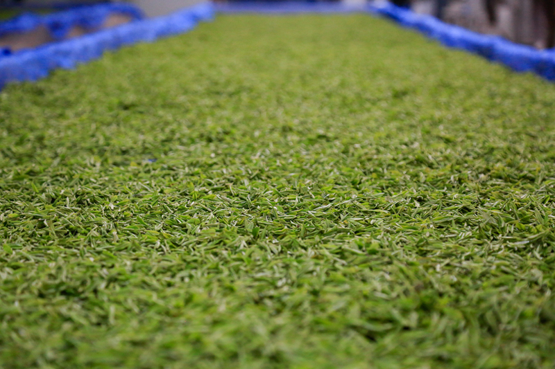 深耕國家級“名特優新”農產品 繪就鄉村振興新畫卷。