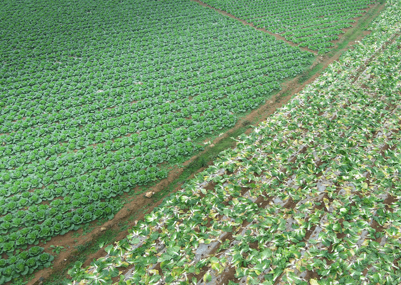 深耕國家級“名特優新”農產品 繪就鄉村振興新畫卷。