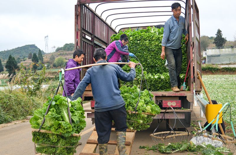 深耕國家級“名特優新”農產品 繪就鄉村振興新畫卷。