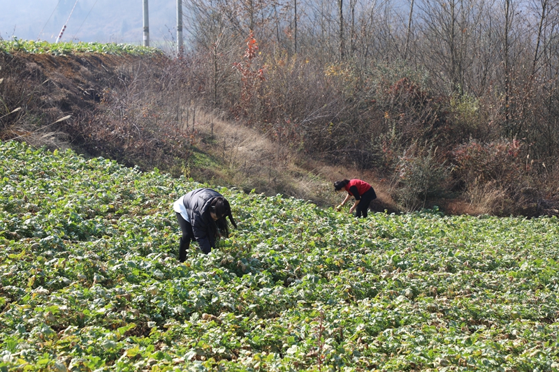 八寨镇茅栗坪村的萝卜基地里 水果萝卜喜获丰收 农户正在采收  邱梦如 摄.JPG
