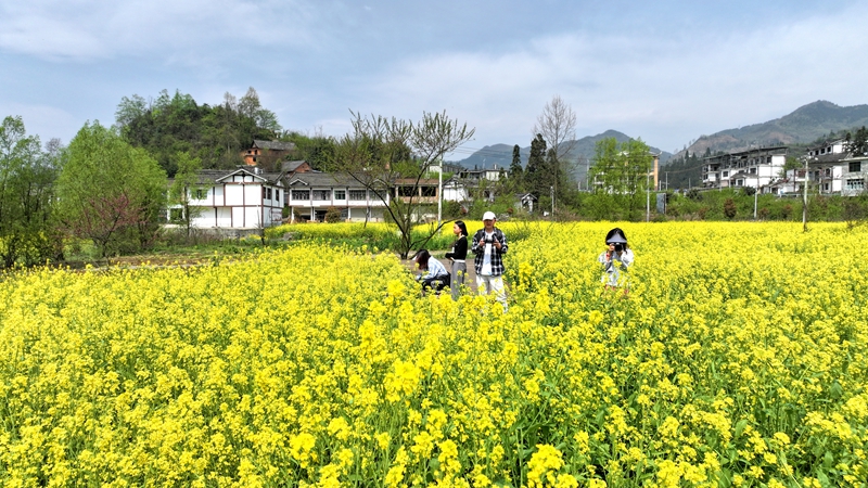 2025年04月11日，纳雍县寨乐镇新寨村油菜花开引客来。