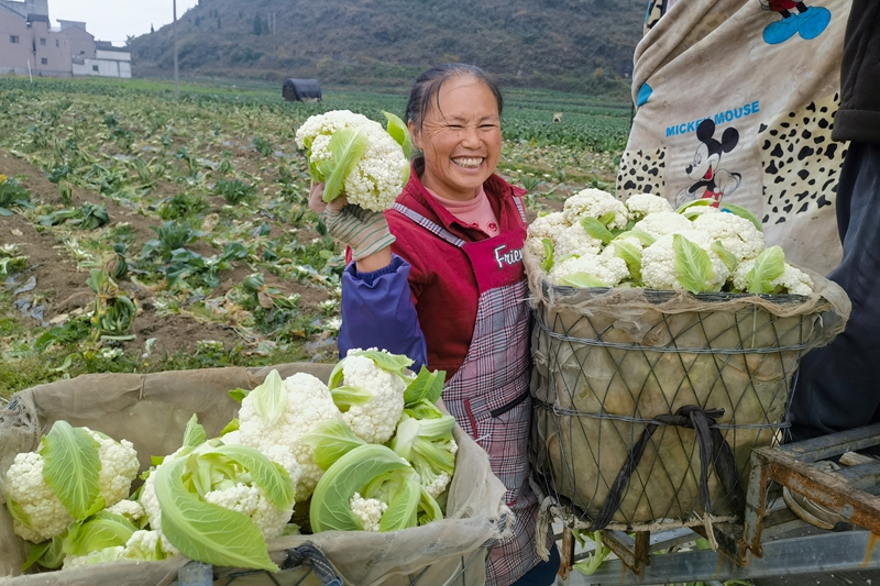 分享花菜豐收的喜悅。