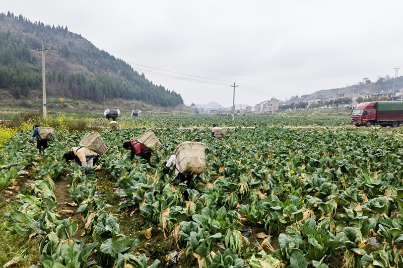 “烤煙+N”種植模式帶動周邊就業。