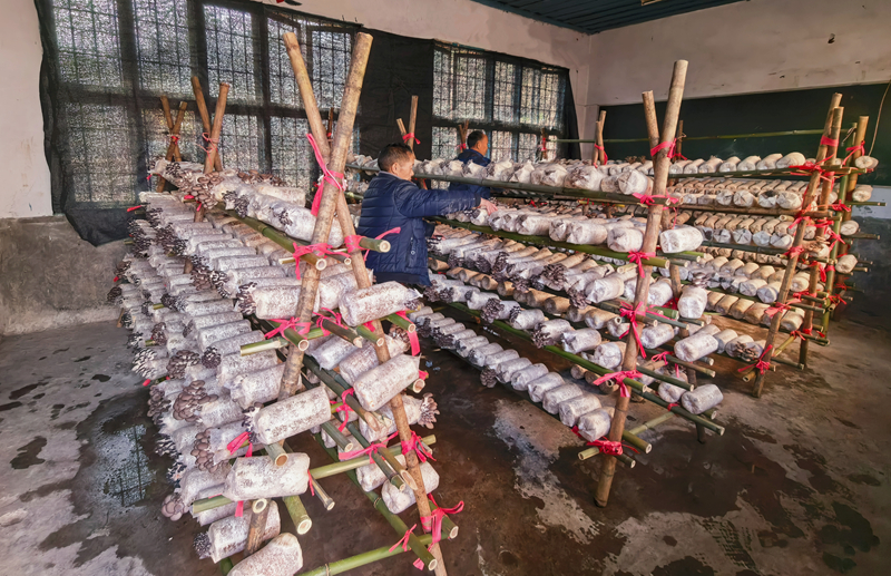 施秉县白垛乡利用闲置校舍发展平菇种植。