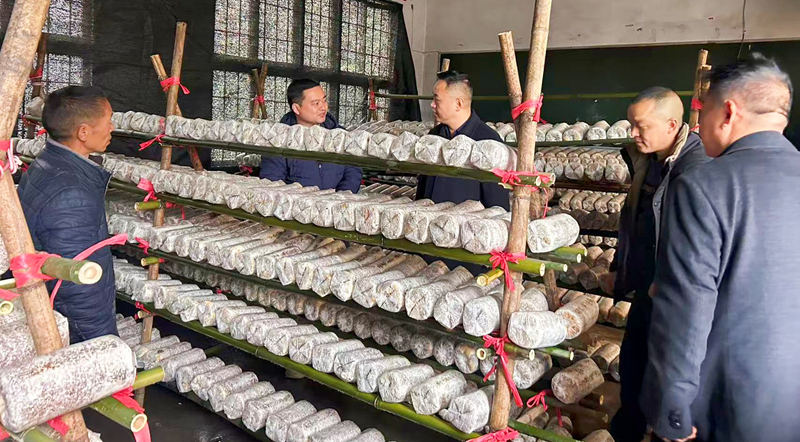 农技人员在开展技术指导。