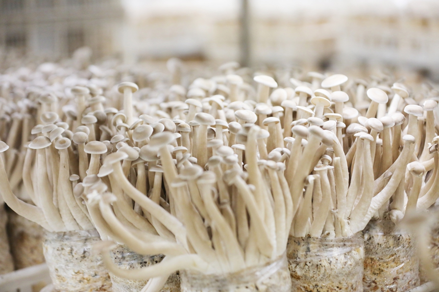 贵州顺诚生物科技有限公司出菇房里的鹿茸菇。岑光柱 摄