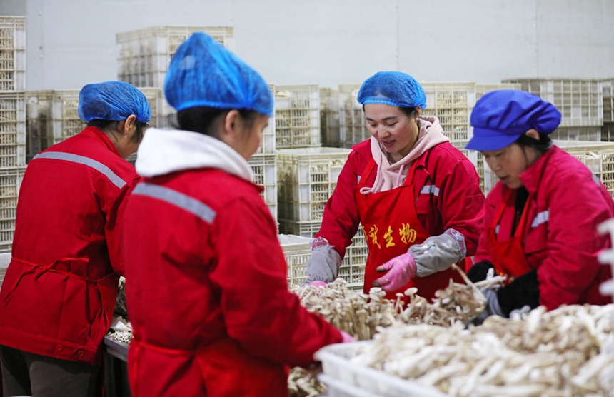 贵州顺诚生物科技有限公司的工人正在分拣鹿茸菇。岑光柱摄