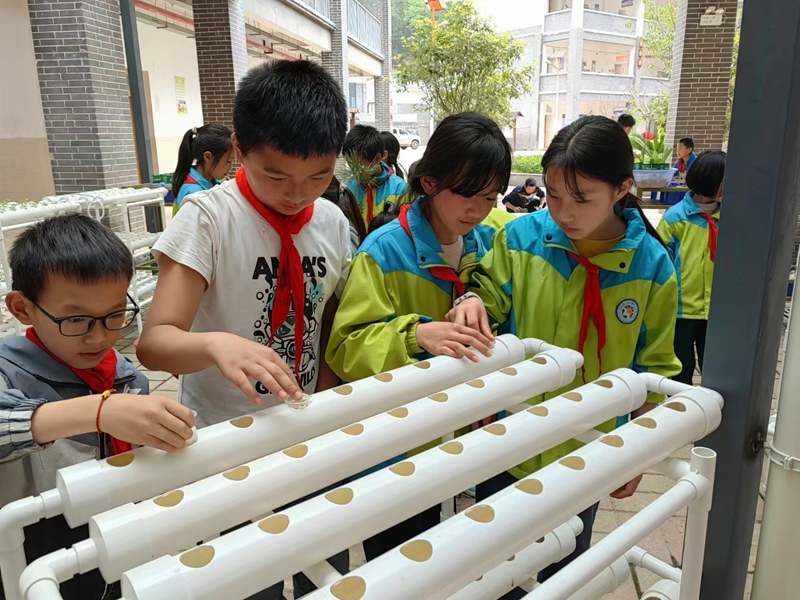 三岔河鎮中心小學拓展課程：無土栽培。.jpg