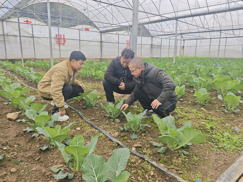 冬管有“技”可循“菜籃子”量足質優。