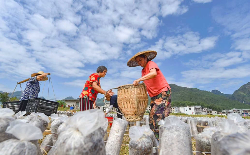 贵州省松桃苗族自治县普觉镇稻耳轮作基地 (2).jpg