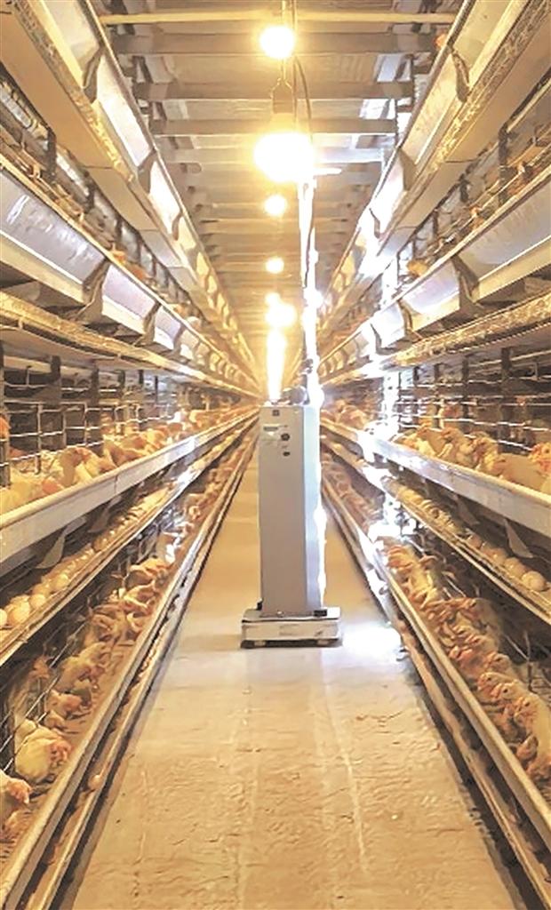 鸡舍内的智能化机器人在巡检。受访公司供图