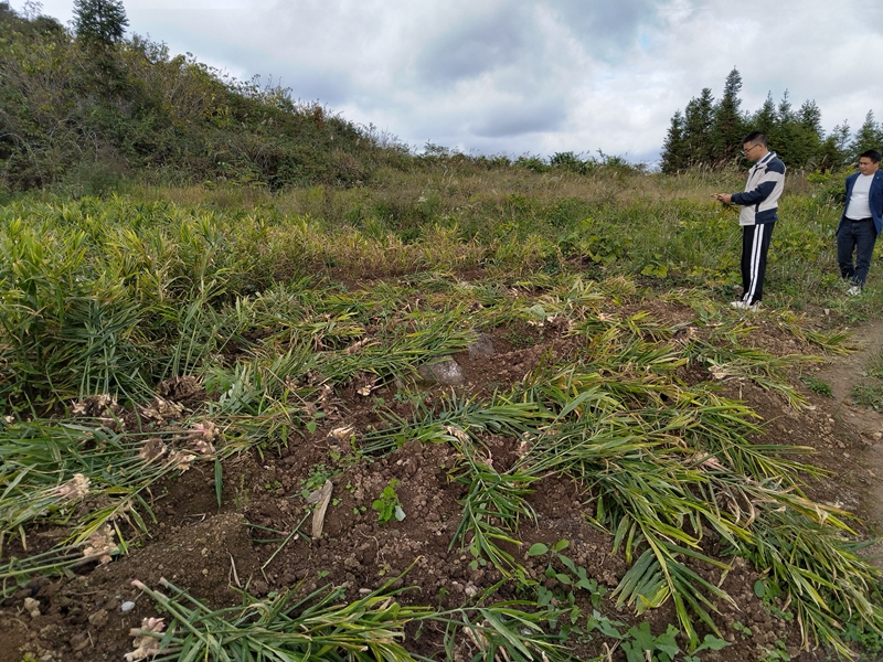 松桃冷水溪镇：小黄姜铺就乡村振兴致富路。