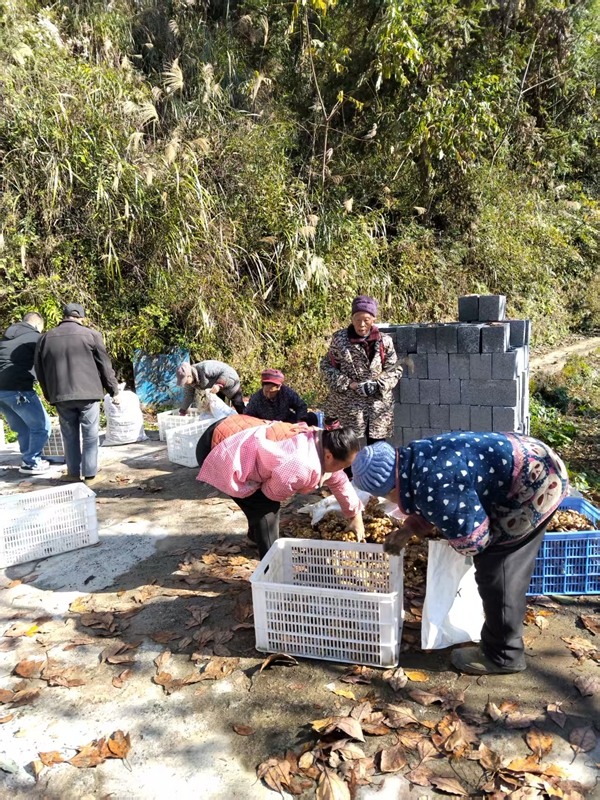 松桃冷水溪镇：小黄姜铺就乡村振兴致富路。