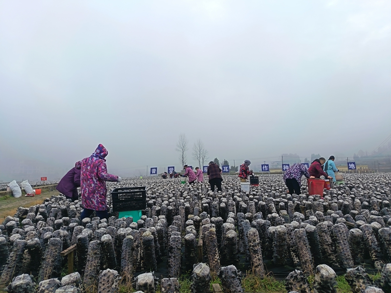 松桃普觉木耳种植基地里，村民们忙于采摘木耳。