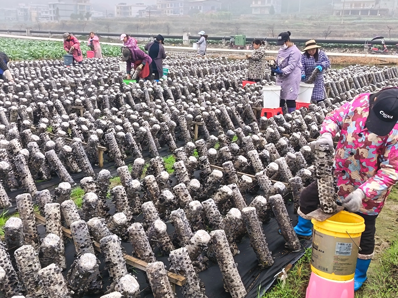 松桃普觉木耳种植基地里，村民们忙于采摘木耳。