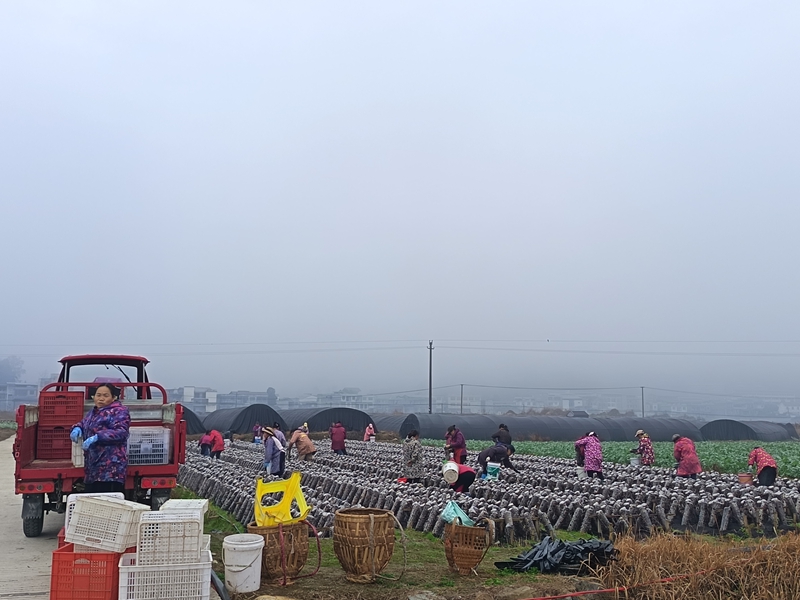 松桃普觉木耳种植基地里，村民们忙于将采摘木耳准备装车。