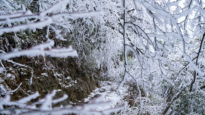 贵州省铜仁市石阡县佛顶山国家级自然保护区1869.3米的山巅之上迎来了冬日限定的冰雪奇观，寒雾凝霜缀满枝头。陈超摄