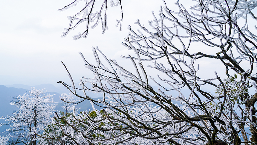 貴州省銅仁市石阡縣佛頂山國家級自然保護區1869.3米的山巔之上迎來了冬日限定的冰雪奇觀,寒霧凝霜綴滿枝頭。陳超攝