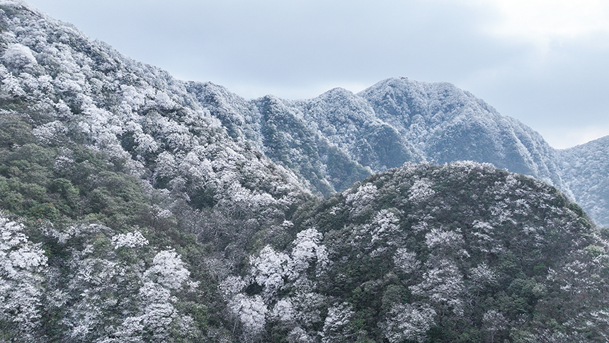 貴州省銅仁市石阡縣佛頂山國家級自然保護區1869.3米的山巔之上迎來了冬日限定的冰雪奇觀,寒霧凝霜綴滿枝頭。夏磊攝