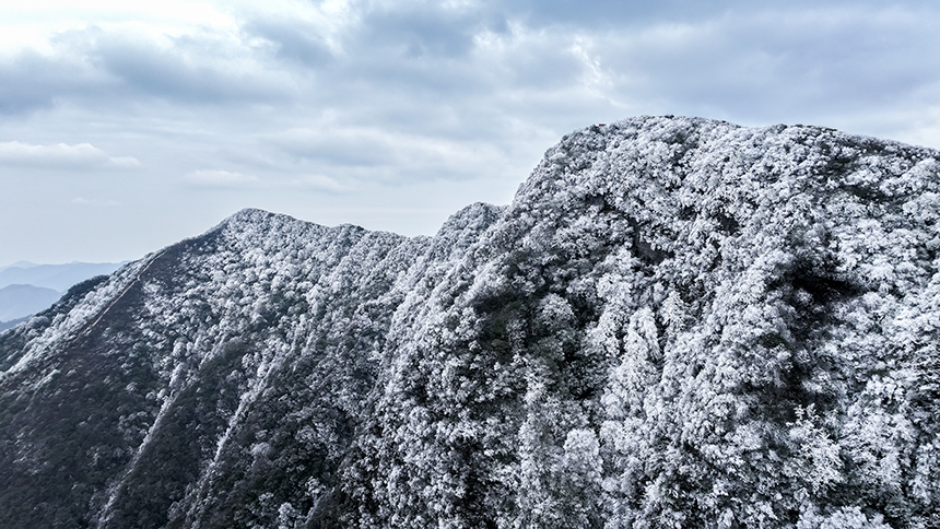 貴州省銅仁市石阡縣佛頂山國家級自然保護區1869.3米的山巔之上迎來了冬日限定的冰雪奇觀,寒霧凝霜綴滿枝頭。夏磊攝