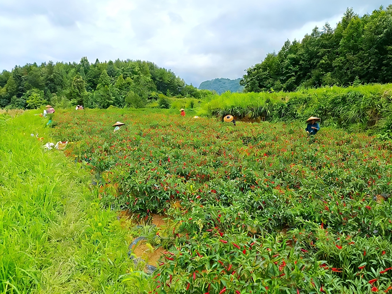 鬆桃迓駕鎮：高標准農田激活鄉村振興新動能。