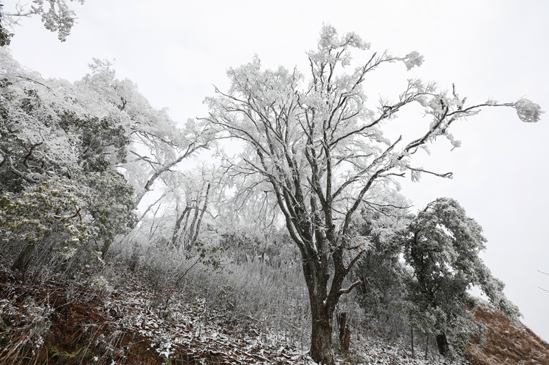 1月6日，在貴州省劍河縣南哨鎮老山界拍攝的霧凇景觀。 