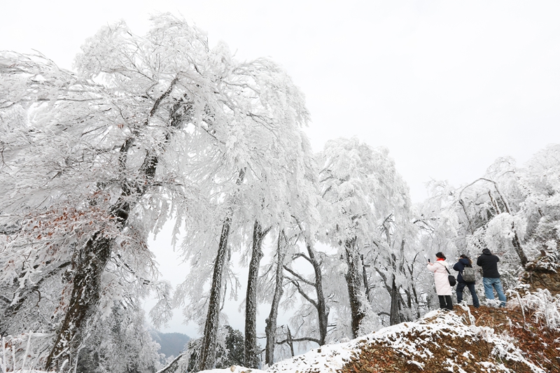 1月6日，在貴州省劍河縣南哨鎮老山界拍攝的霧凇景觀。 