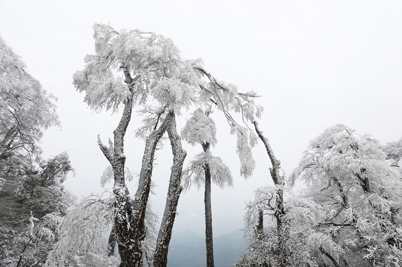 1月6日，在貴州省劍河縣南哨鎮老山界拍攝的霧凇景觀。  