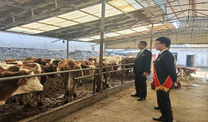 圖為普惠青年先鋒隊走訪某肉牛養殖大戶，了解企業生產經營情況。