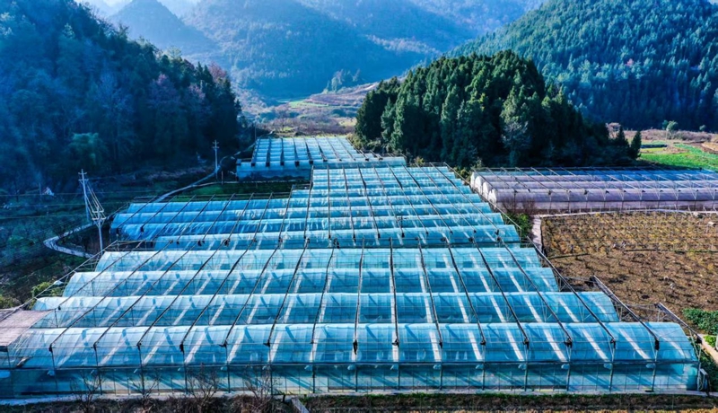 甜蜜产业助农增收，激活乡村振兴新引擎。