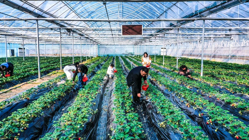 甜蜜产业助农增收，激活乡村振兴新引擎。