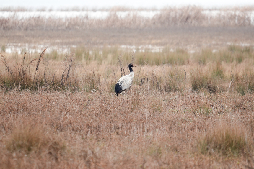 图为2026年1月8日，在温家屯栖息地拍摄到的黑颈鹤。陈逍 摄 (2)