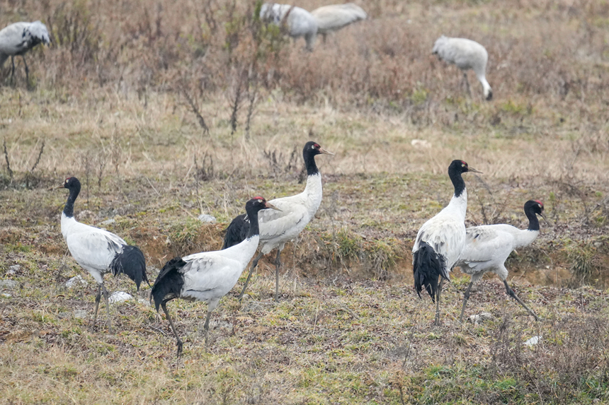 貴州威寧：草海越冬黑頸鶴數量刷新歷史紀錄 達2842隻