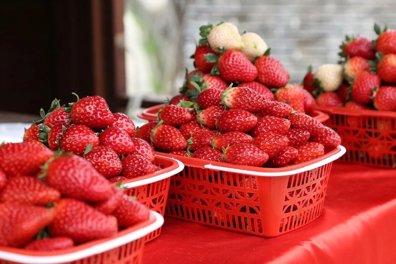 3 图为牛奶草莓  聂 静 摄.jpg