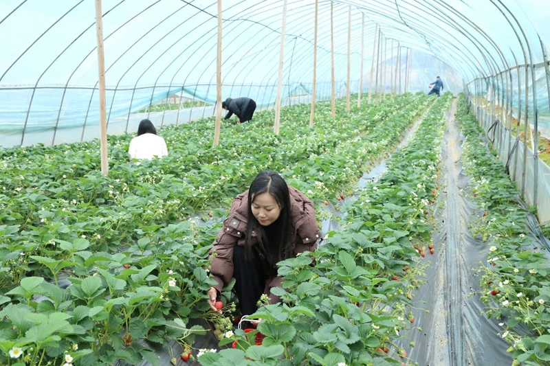 4 图为采摘草莓   聂 静 摄.jpg