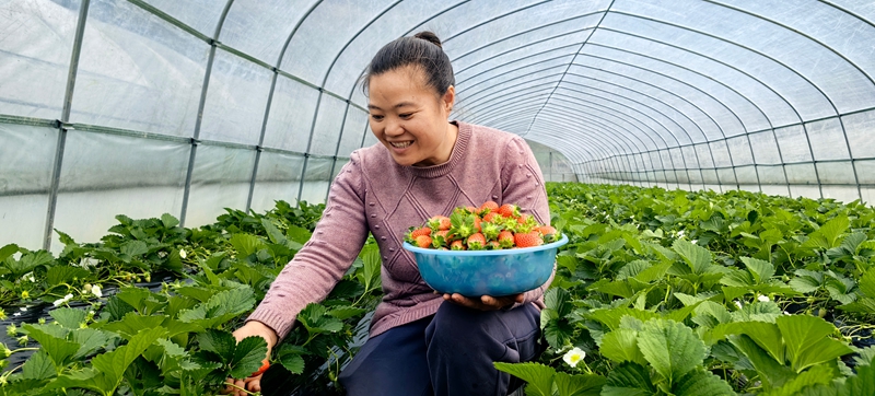 鬆桃白泥村:閑置土地煥生機 草莓結出致富果。