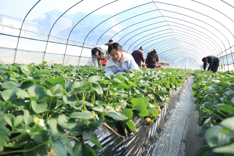 鬆桃白泥村:閑置土地煥生機 草莓結出致富果。