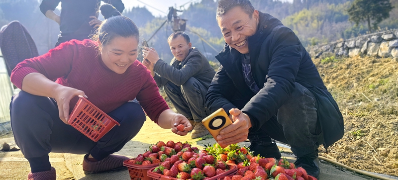 鬆桃白泥村:閑置土地煥生機 草莓結出致富果。