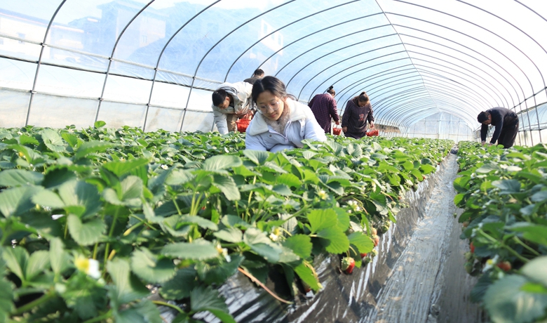 鬆桃白泥村：閑置土地煥生機 草莓結出致富果