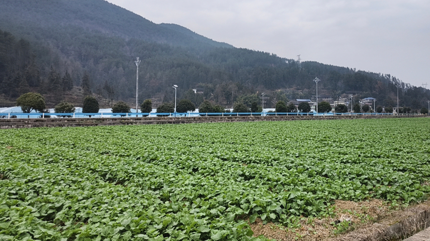 美丽乡村入画来 特色产业富民生。