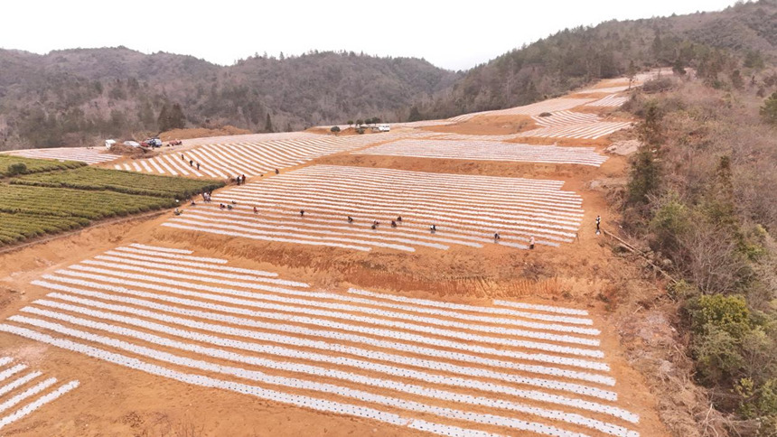 茶农们正在栽种茶苗。