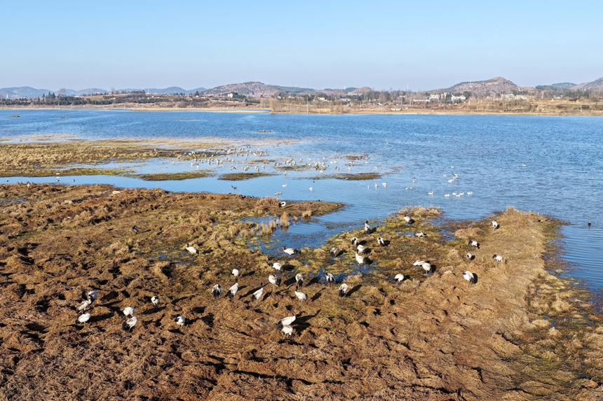 2026年1月12日，航拍成群结队的黑颈鹤、斑头雁等候鸟在威宁自治县锁黄仓国家湿地公园休息、嬉戏。陈逍摄 