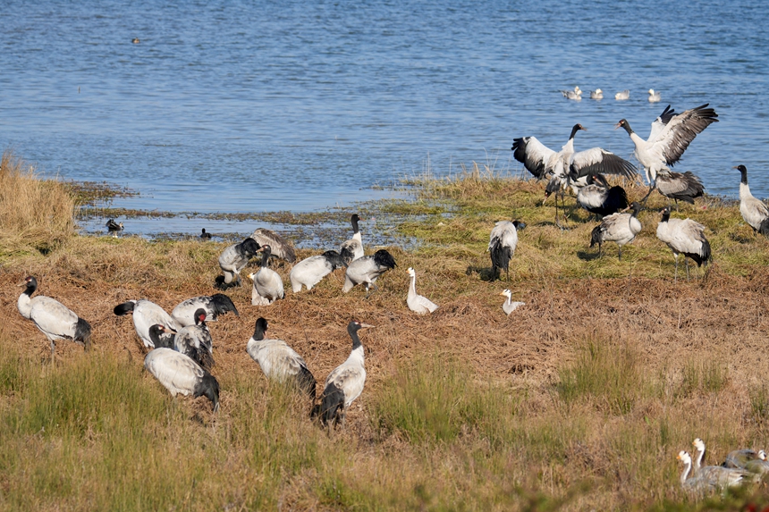 2026年1月12日，成群结队的黑颈鹤在威宁自治县锁黄仓国家湿地公园踱步、觅食、起舞。马芳洁摄