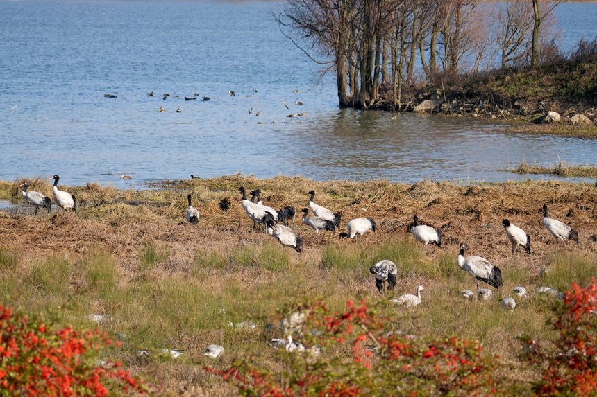 2026年1月12日，成群结队的黑颈鹤在威宁自治县锁黄仓国家湿地公园休息。陈逍摄