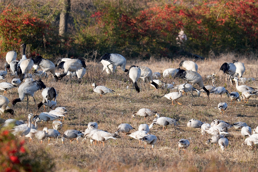 2026年1月12日，在威宁自治县锁黄仓国家湿地公园内，黑颈鹤、灰鹤、斑头雁等候鸟悠闲觅食。马芳洁摄