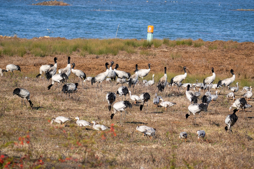 2026年1月12日，在威宁自治县锁黄仓国家湿地公园内拍摄到的黑颈鹤。马芳洁摄