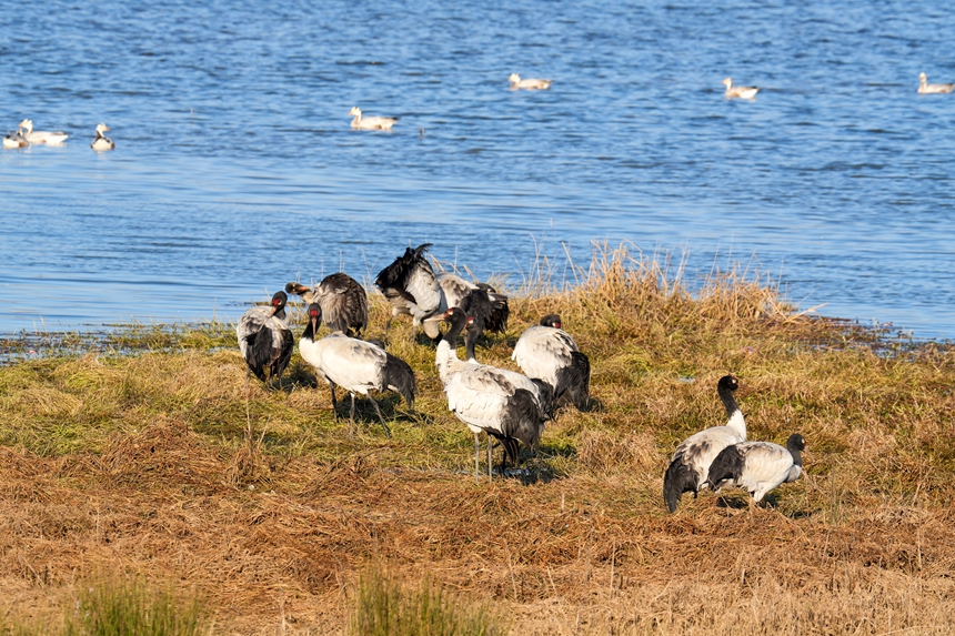 2026年1月12日，在威宁自治县锁黄仓国家湿地公园内拍摄到的黑颈鹤。马芳洁摄